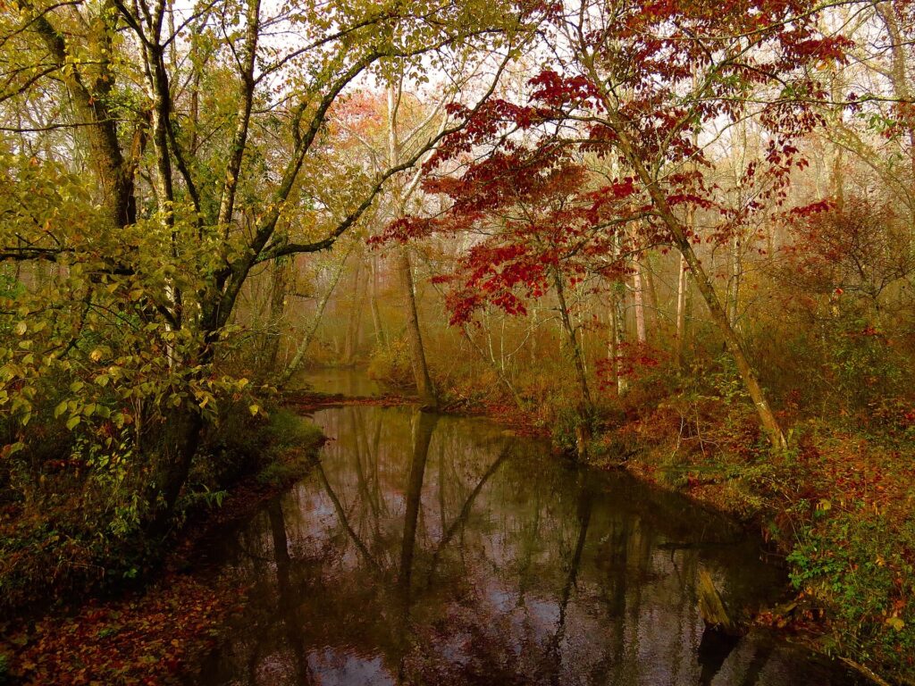 Abrams Creek lined with fall foliage in October