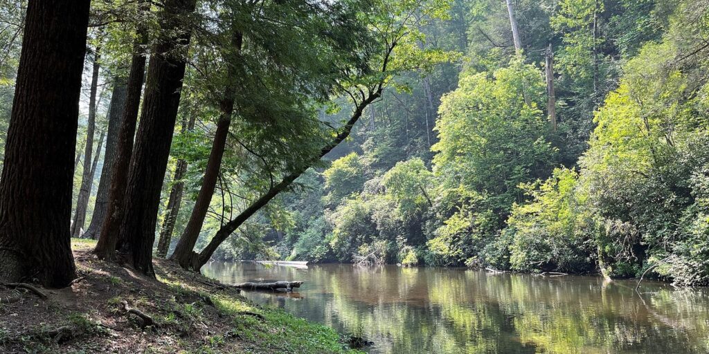 A wooded creek in the Abrams Creek and Look Rock area of Great Smoky Mountains National Park