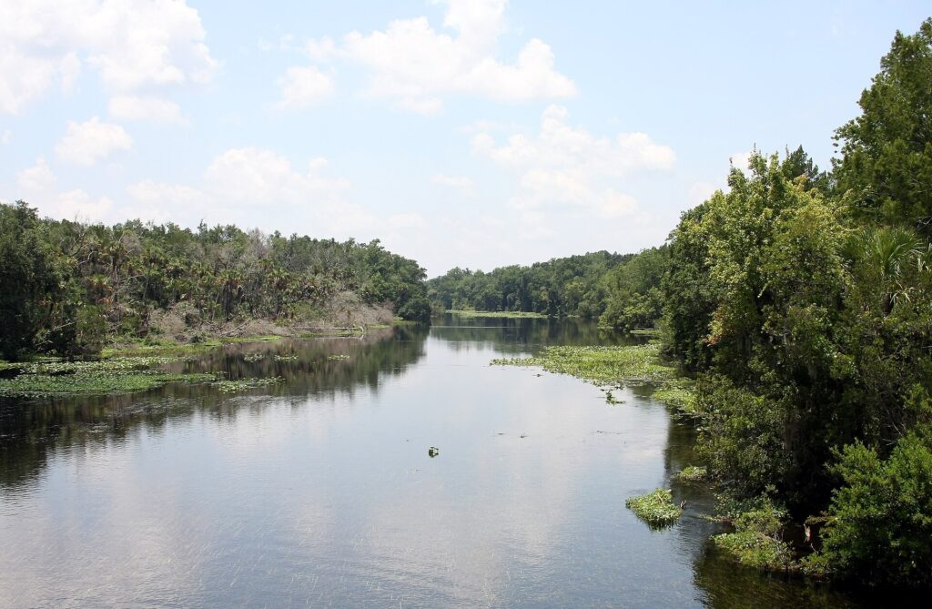 Alexander Springs Creek winding through forest, seen from the County Road 445 bridge