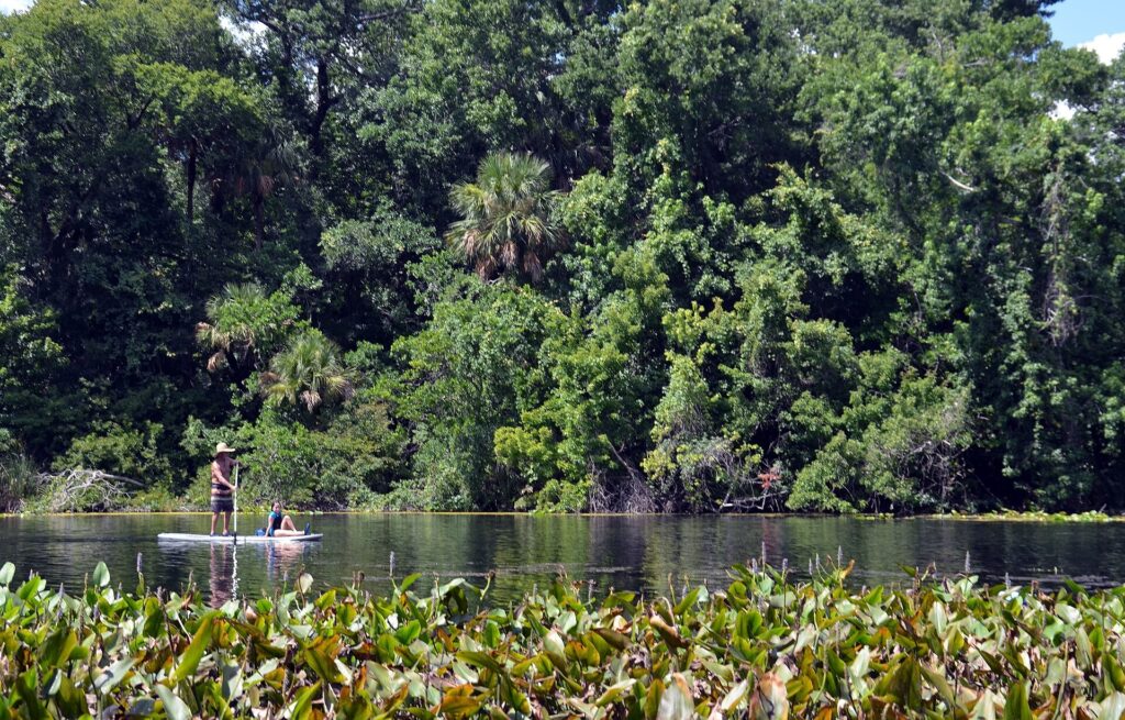A paddler on the water among lily pads with dense forest along the banks at Alexander Springs