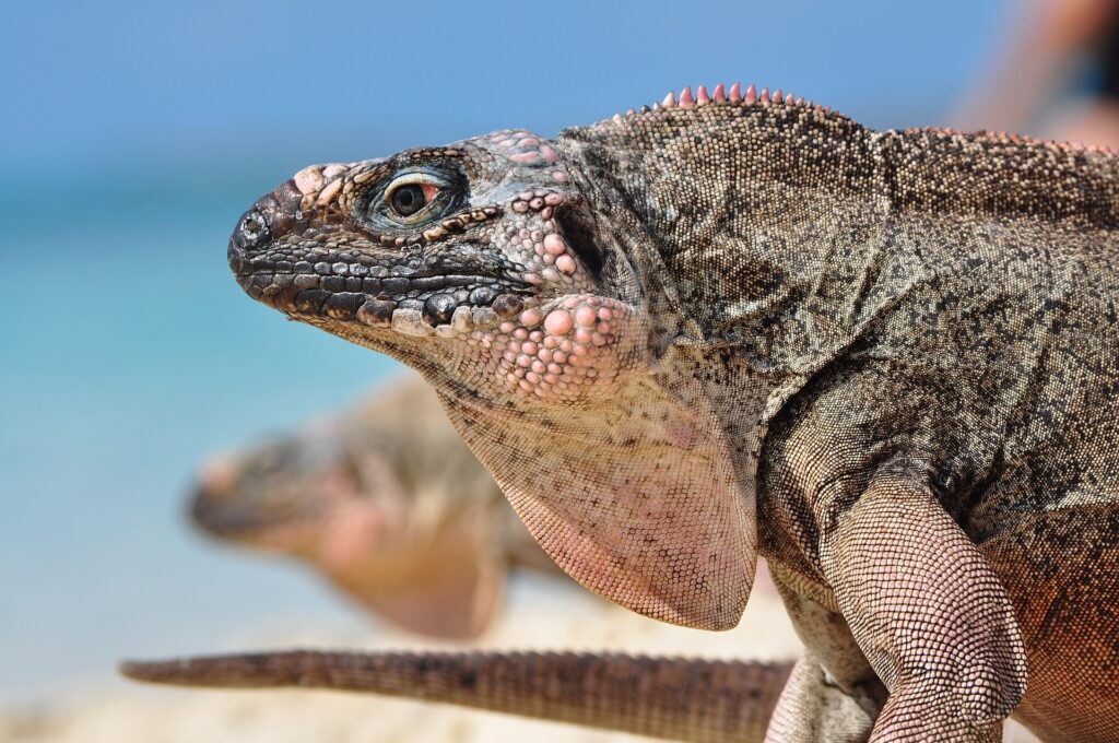 Close view of a rock iguana on the sand at Allen's Cay in the Exuma Cays