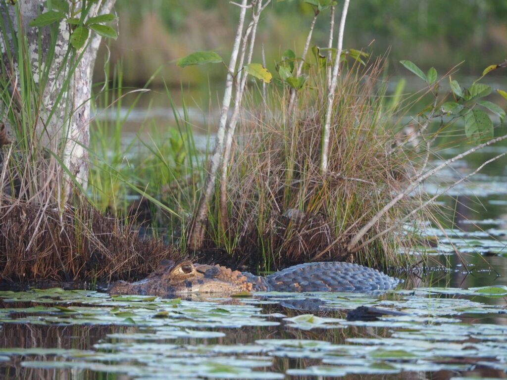 Alligator half-submerged in Florida wetland water