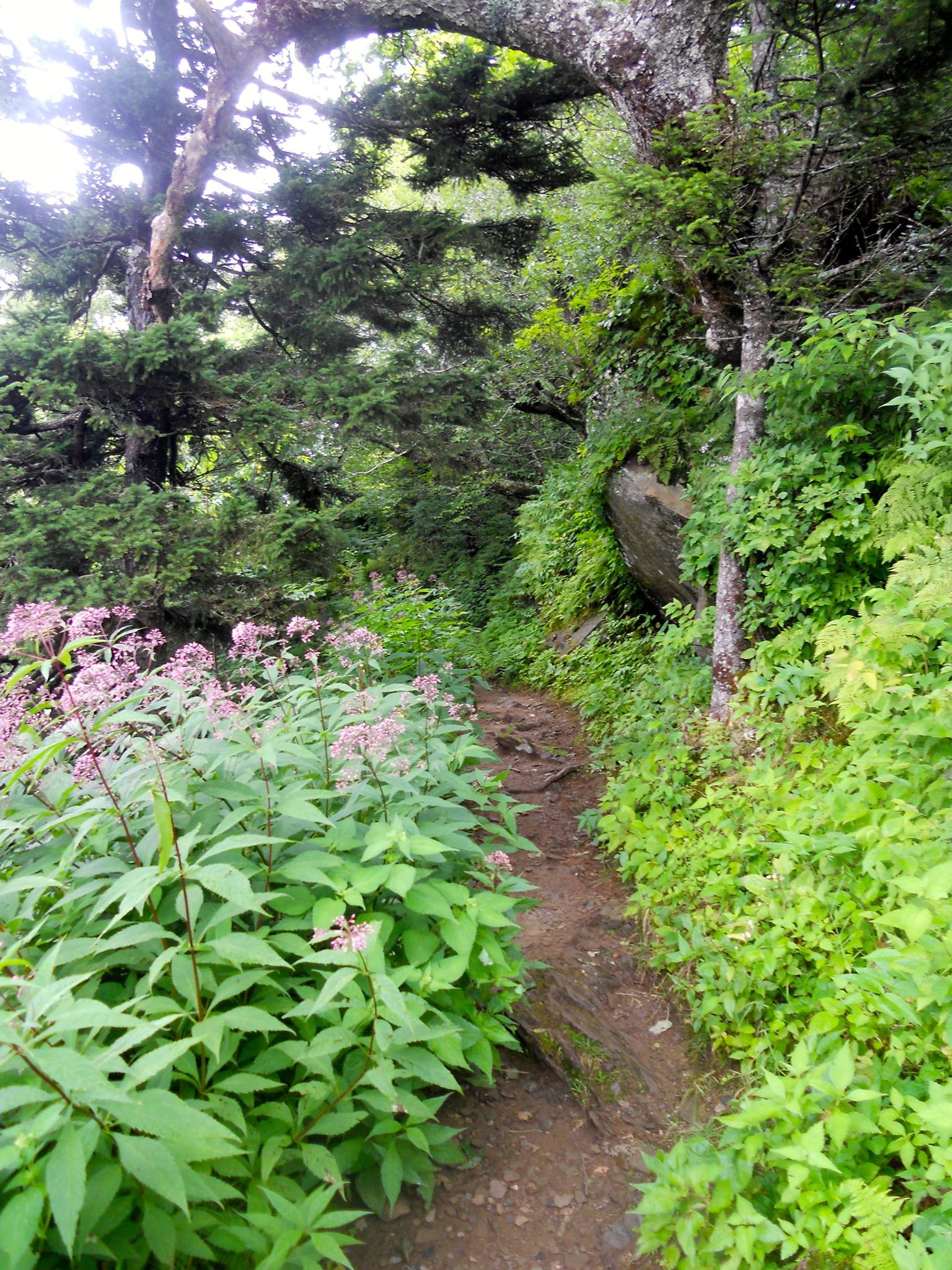 Narrow dirt trail with wildflowers along the Appalachian Trail near Charlies Bunion in the Smoky Mountains