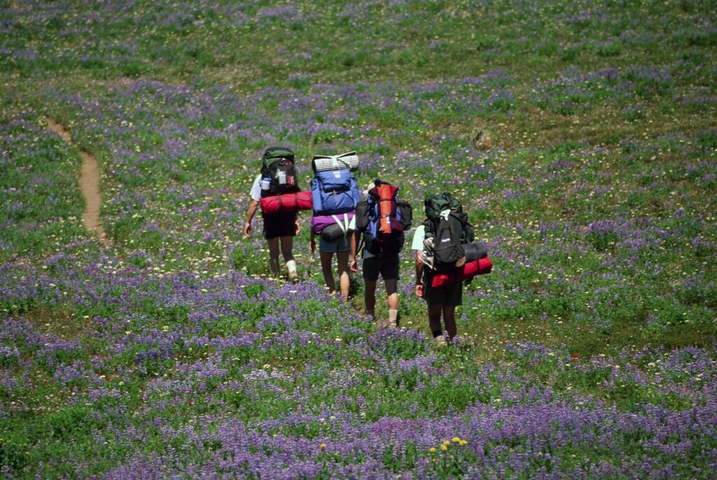 Backpackers crossing a wildflower meadow on a trail in the Willamette National Forest, Oregon
