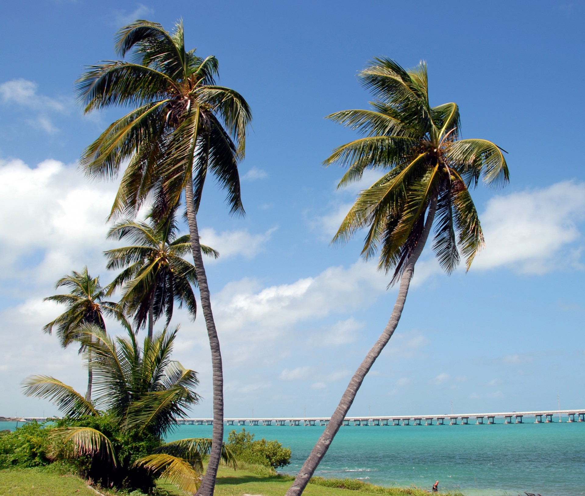 Coconut palms leaning over the grass at the water's edge in Bahia Honda State Park, with a long bridge across the turquoise channel behind them