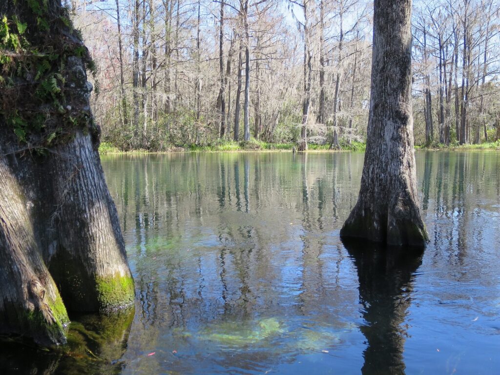 Bald cypress trees along the clear water of the Rainbow River in Florida