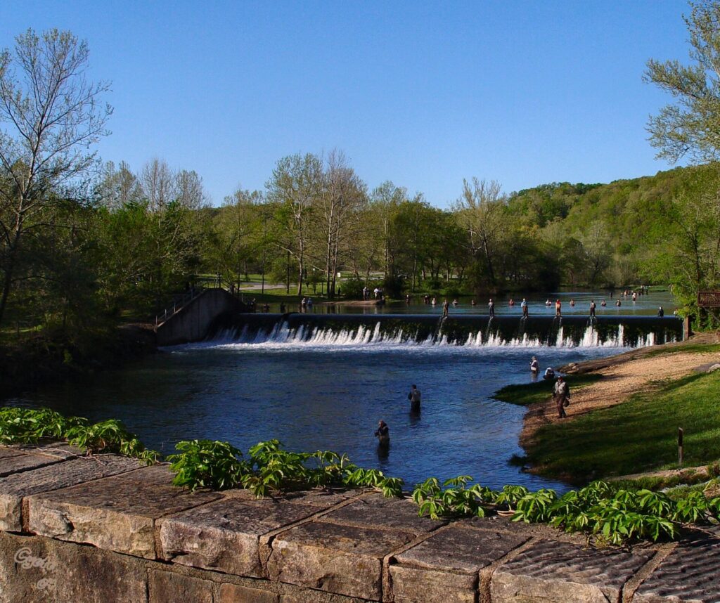 Anglers wading below the dam at Bennett Spring State Park, where the trout stream feeding the Niangua River begins