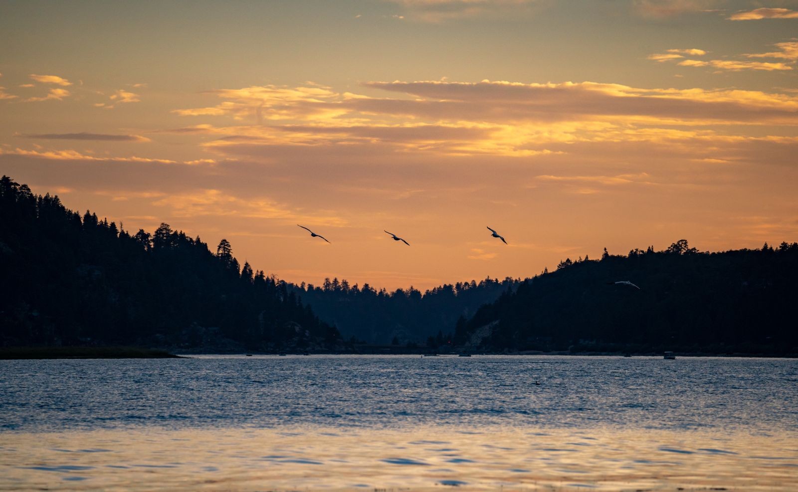 Birds flying over Big Bear Lake at sunset with forested hills silhouetted