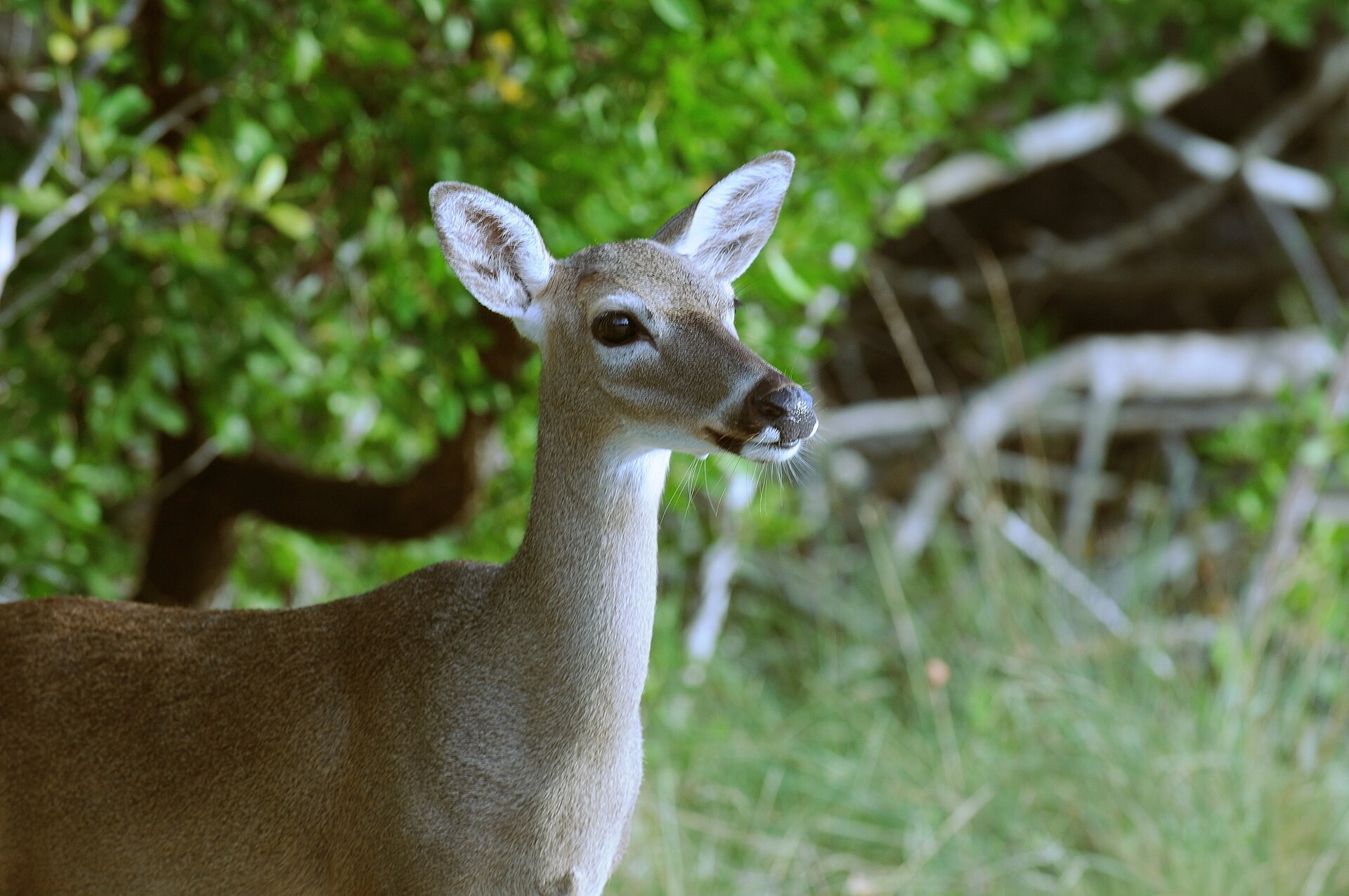 Key deer in the National Key Deer Refuge on Big Pine Key, Florida