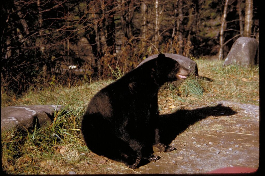 A black bear sitting upright in Great Smoky Mountains National Park