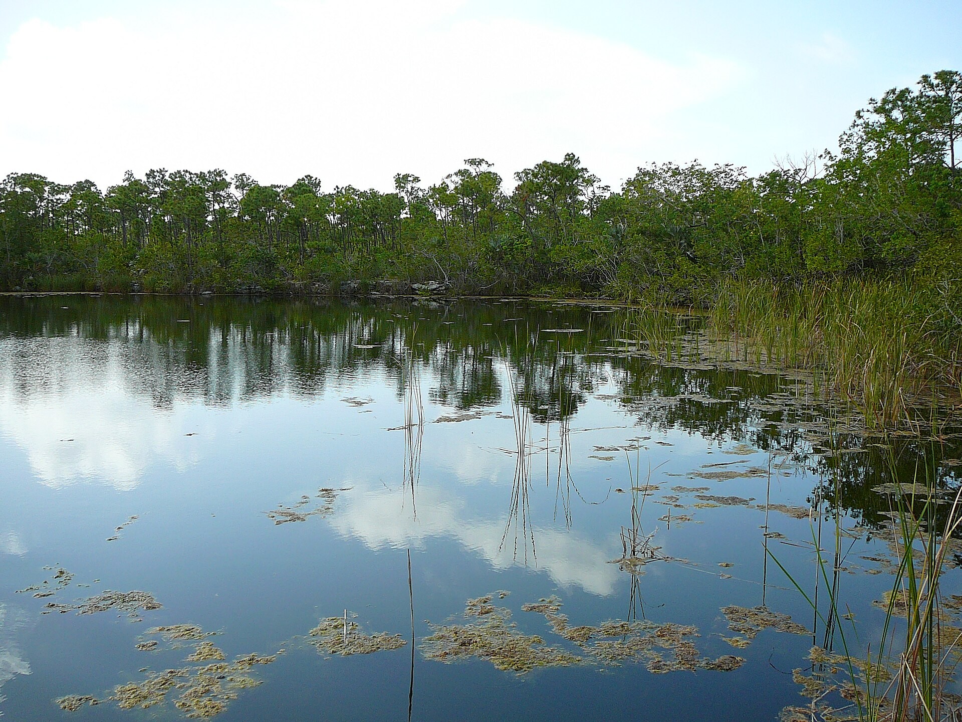 The Blue Hole in the National Key Deer Refuge on Big Pine Key