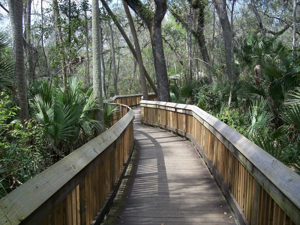 The elevated wooden boardwalk through oak forest along the spring run at Blue Spring State Park