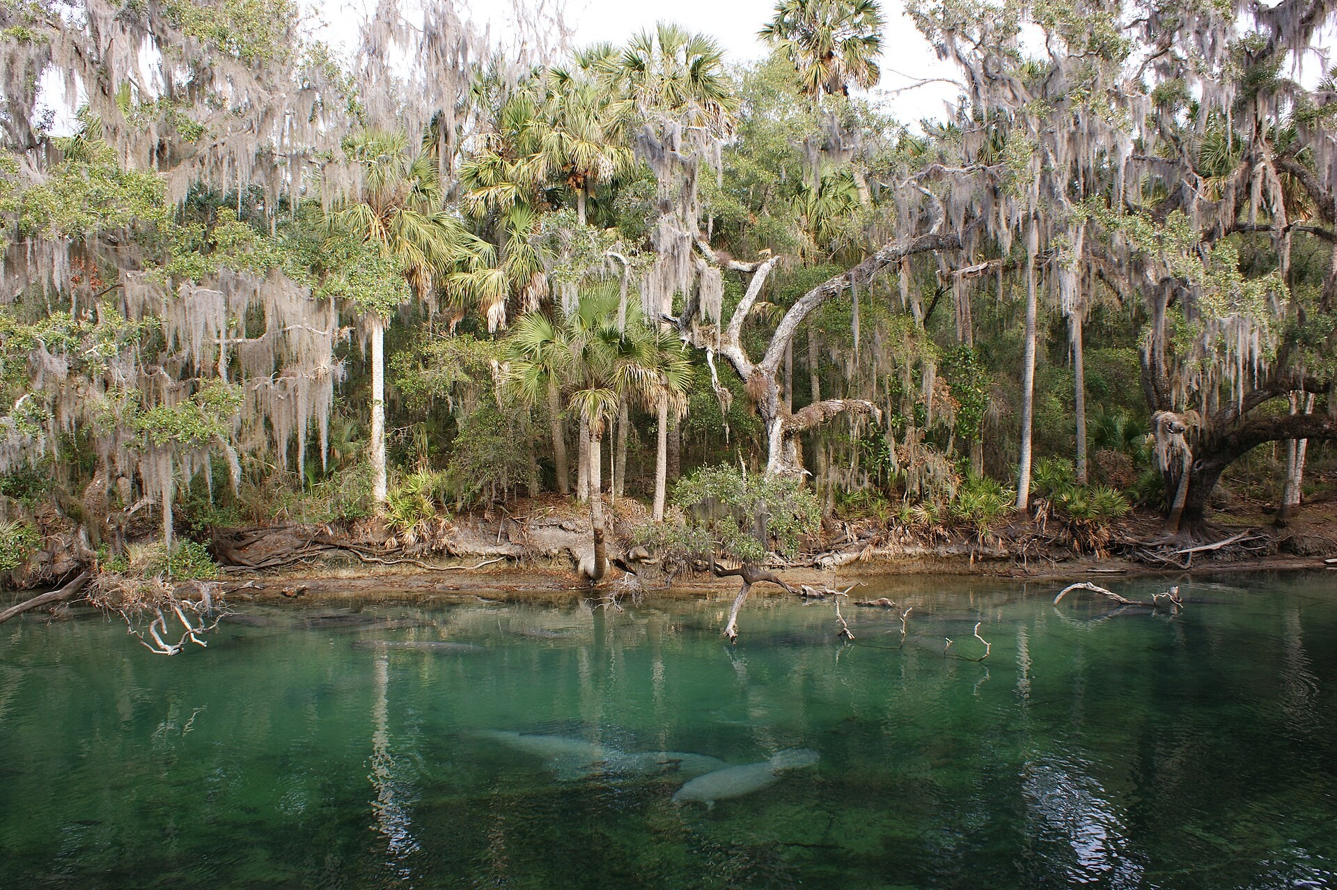 A group of manatees gathered in the clear water of Blue Spring State Park