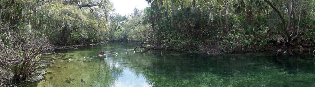 Clear spring water lined with trees and Spanish moss at Blue Spring State Park in Florida