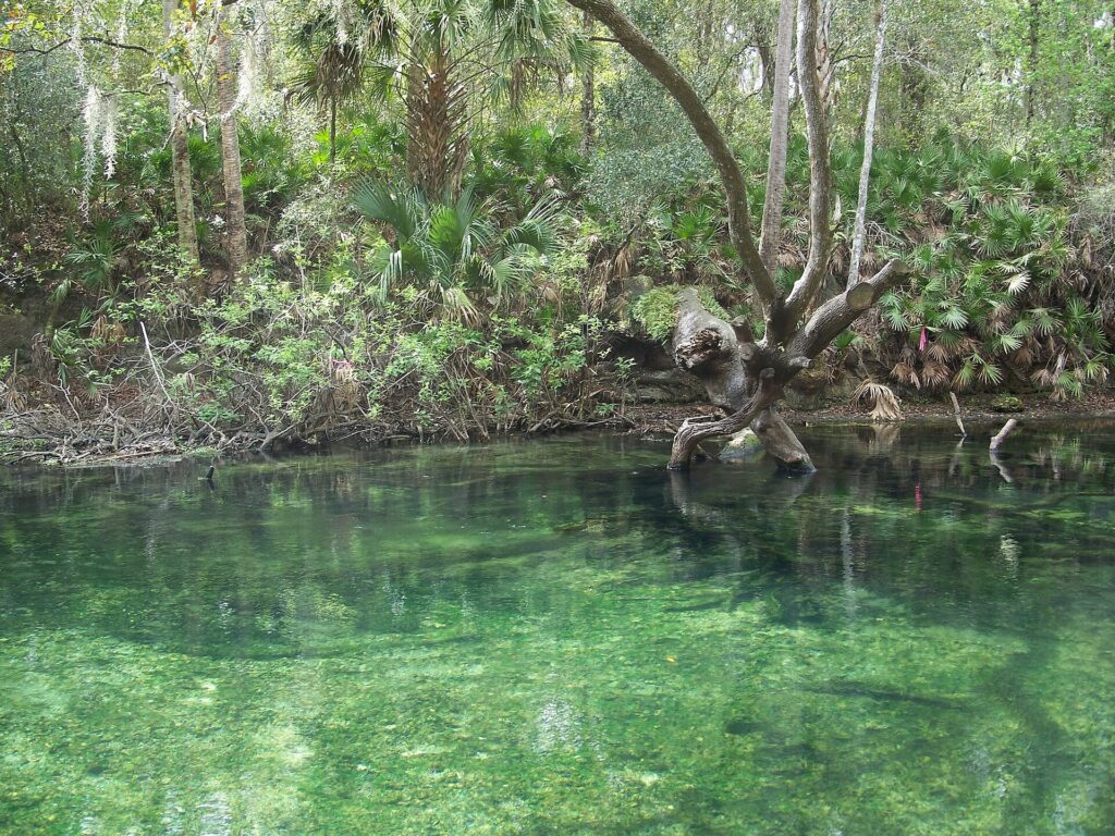 The spring run at Blue Spring State Park in Orange City, Florida.