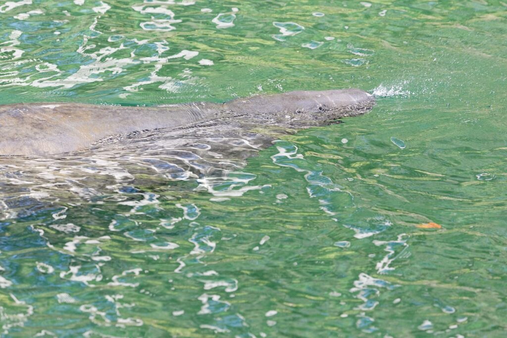A manatee surfacing in the green water of the spring run at Blue Spring State Park