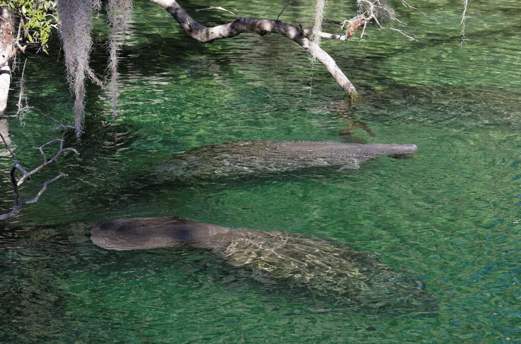 Two manatees resting in the shallow, clear water of a Florida spring run