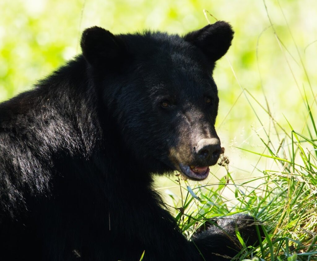 Black bear in the grass along Cades Cove Loop Road