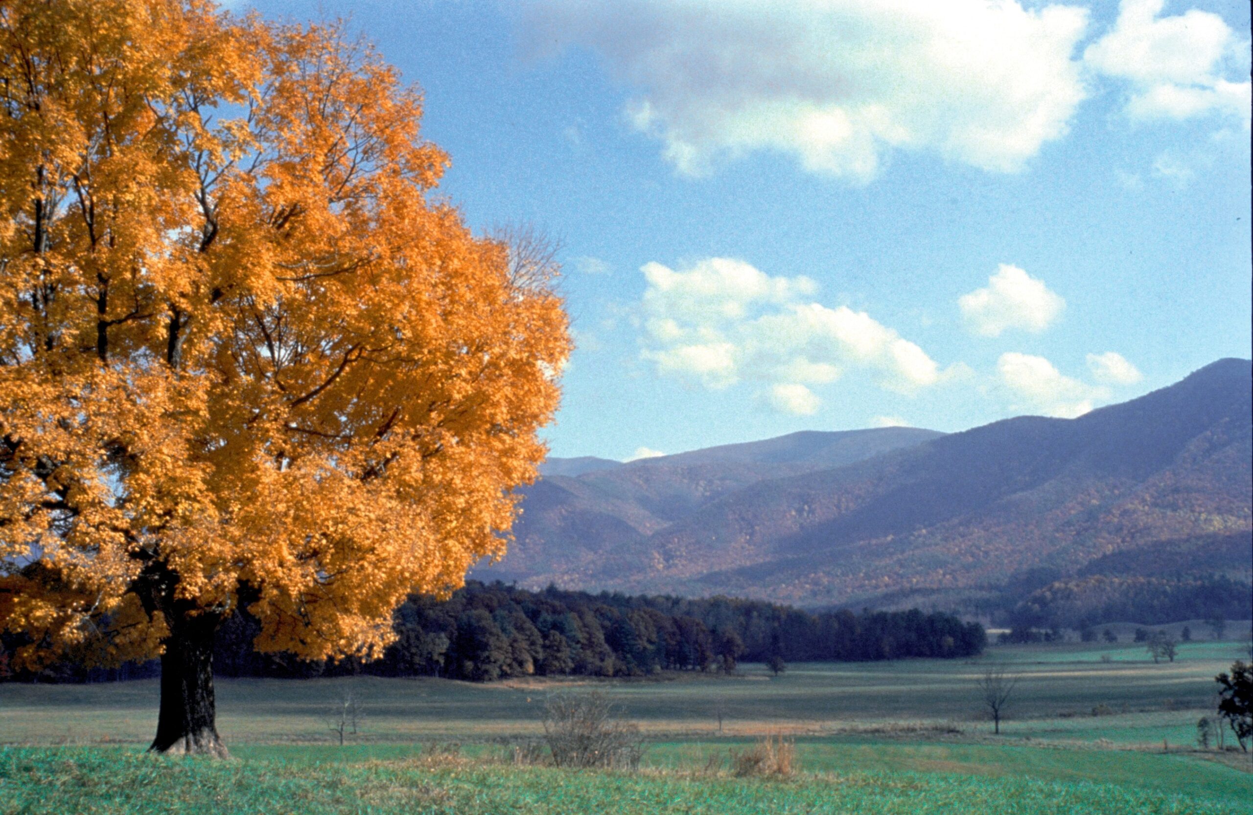Cades Cove valley fields in fall color