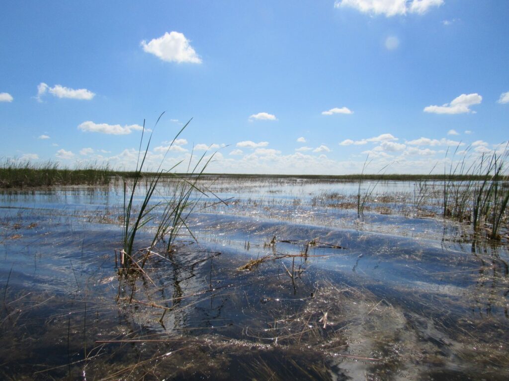 Everglades Day Trip From Miami: Is Everglades Worth Visiting?