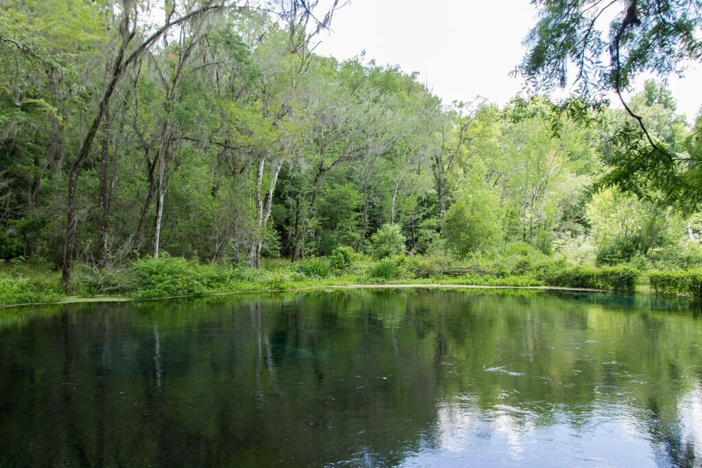 A quiet, clear pool of spring water surrounded by trees at Ichetucknee Springs