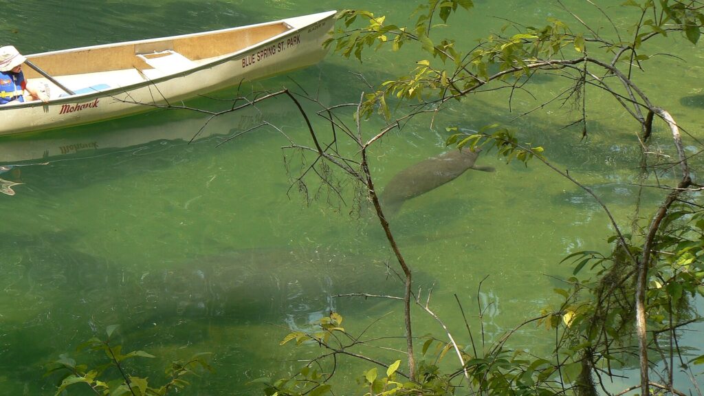 A canoe on Blue Spring run near a manatee visible just below the water's surface