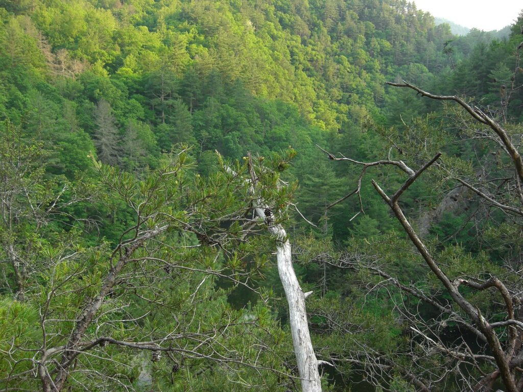 Steep, forested slopes rise along the mountain route into Cataloochee Valley