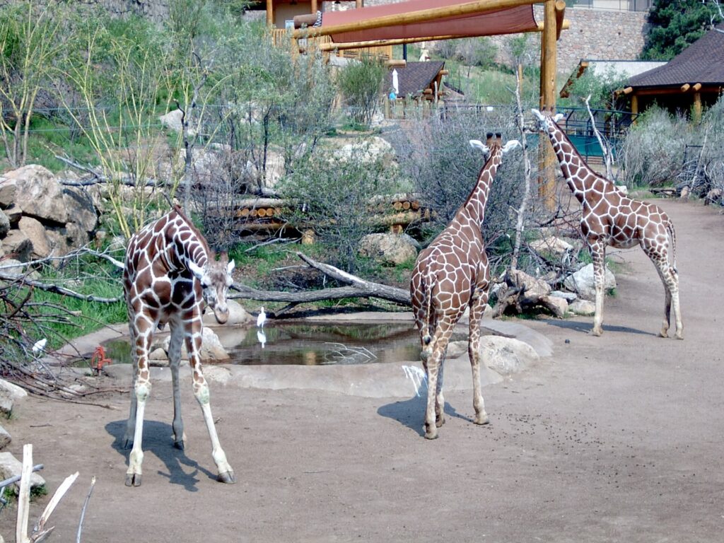 Giraffes at Cheyenne Mountain Zoo's African Rift Valley habitat in Colorado Springs