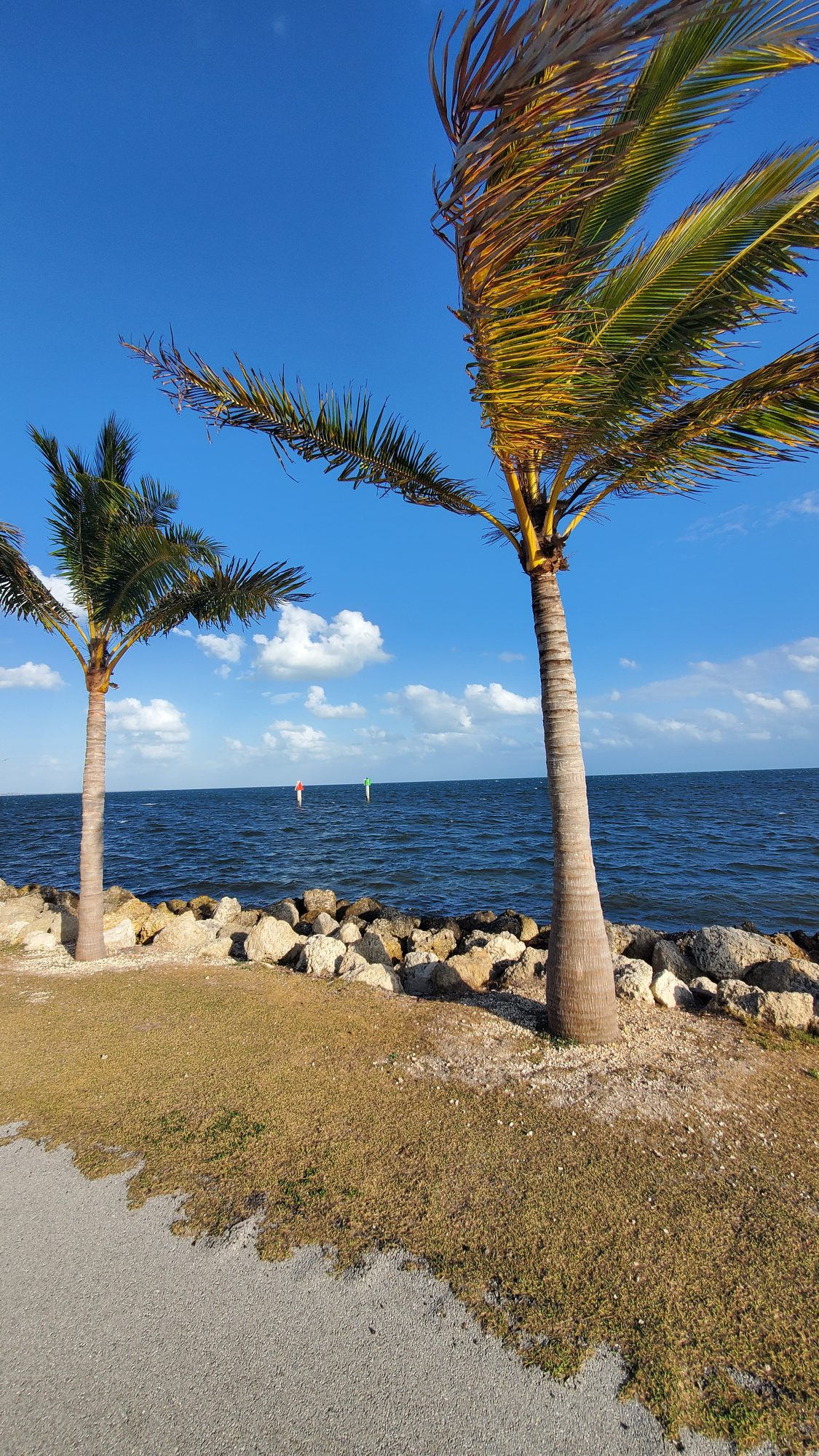 Coconut palms in the wind beside Biscayne Bay under a blue sky