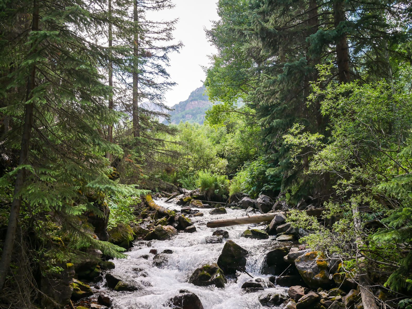 A rushing mountain stream through a Colorado evergreen forest