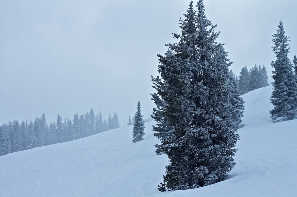 Snow falling on evergreen trees along a ski run at Copper Mountain, Colorado