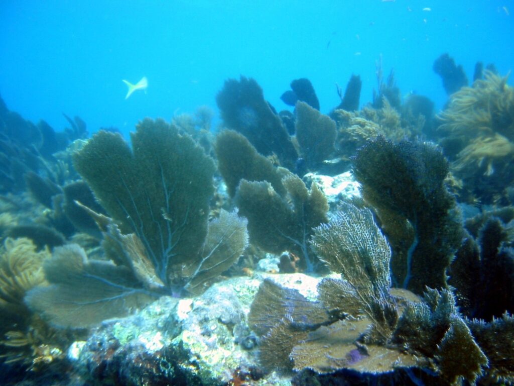 Coral reef underwater at John Pennekamp Coral Reef State Park off Key Largo