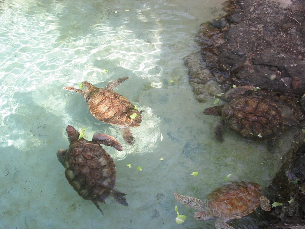 Sea turtles swimming close to the rocks at Coral World Ocean Park on St. Thomas