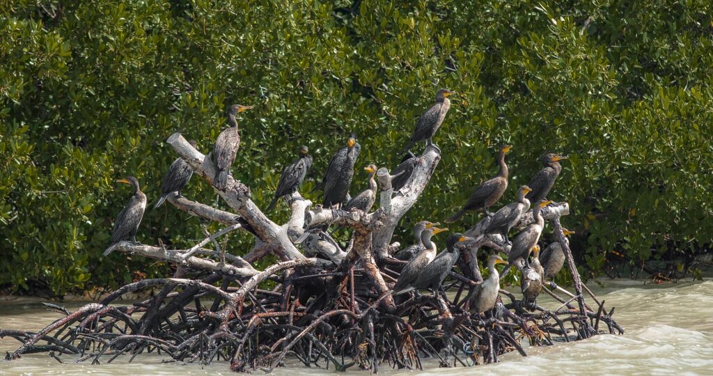Cormorants resting on mangroves over calm water in the Florida Keys