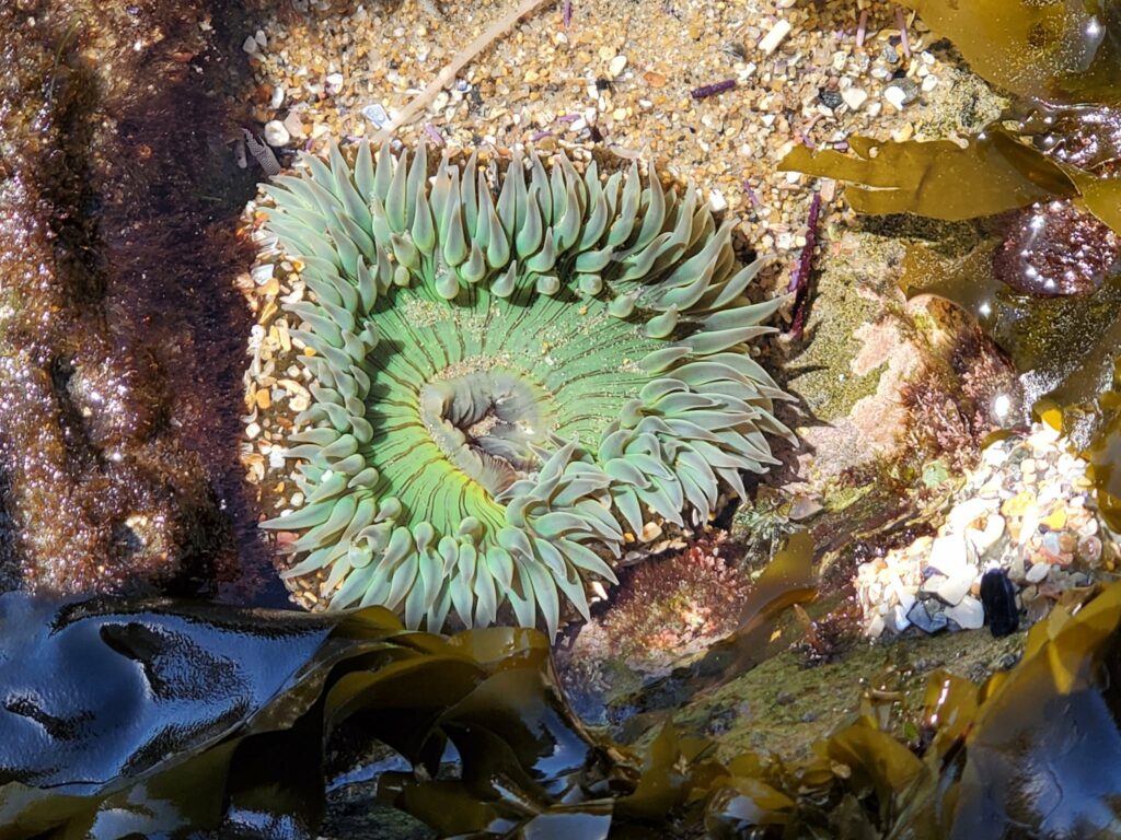 Green sea anemone open in a tide pool at Corona del Mar