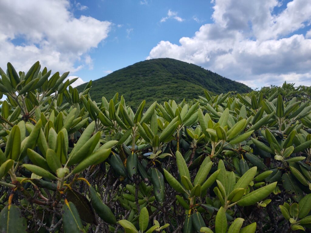 Rhododendron thickets at Craggy Gardens with a mountain summit rising behind them