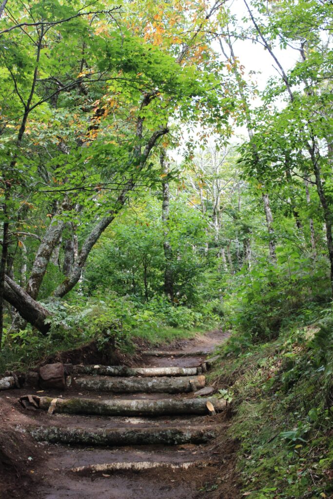 Log steps along the Craggy Gardens Trail near the stone shelter