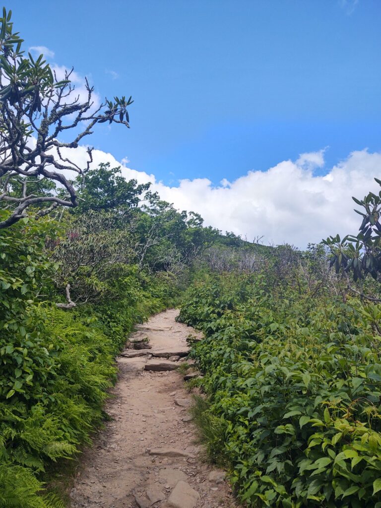 Hikers walking the Craggy Pinnacle Trail through rhododendron near the Blue Ridge Parkway