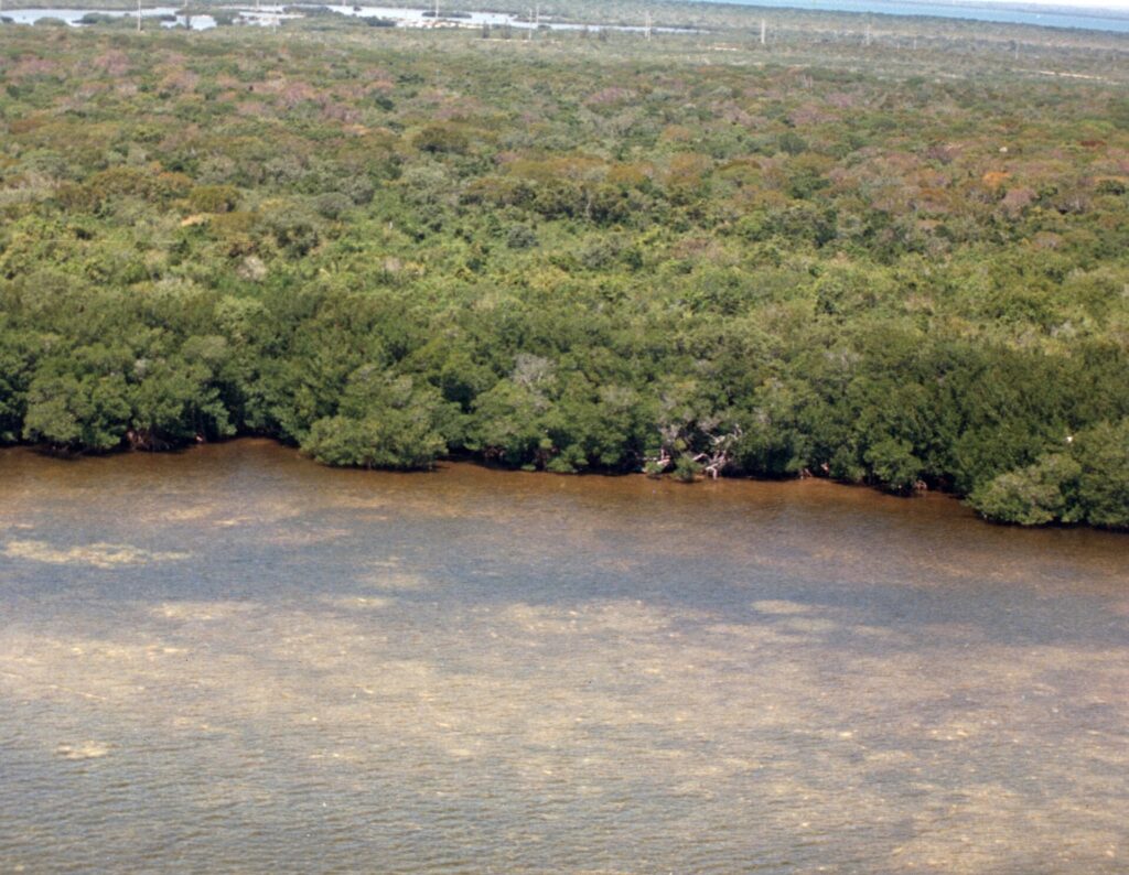 Aerial view of the mangrove shoreline along Crocodile Lake on Key Largo