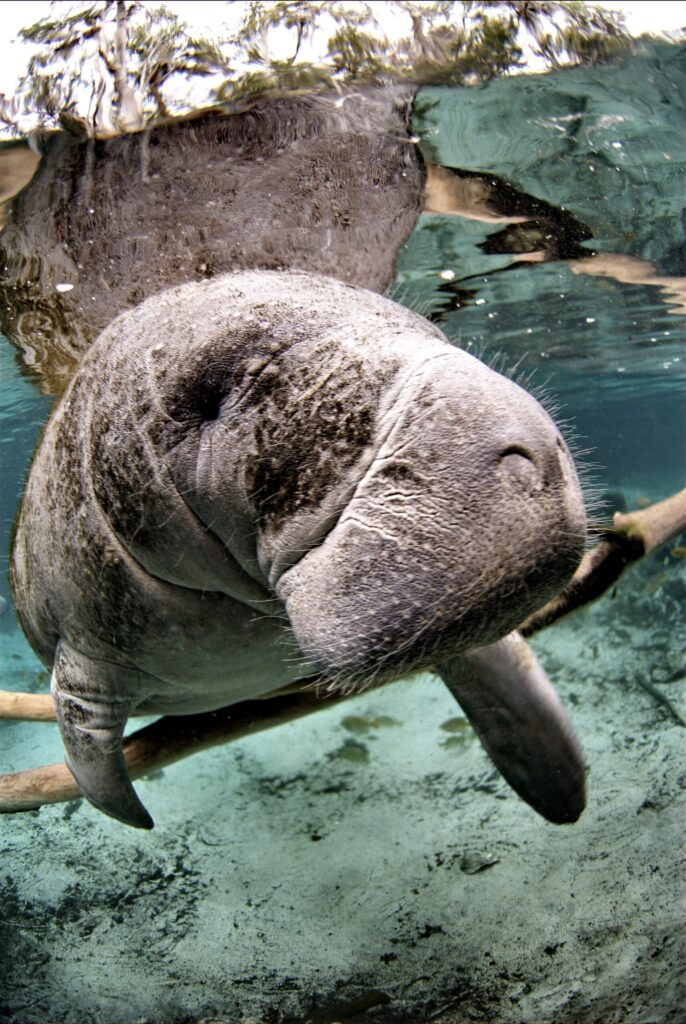 A Florida manatee swimming in Crystal River National Wildlife Refuge