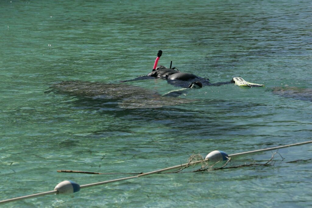 A snorkeler floats at the surface near a Florida manatee in Crystal River
