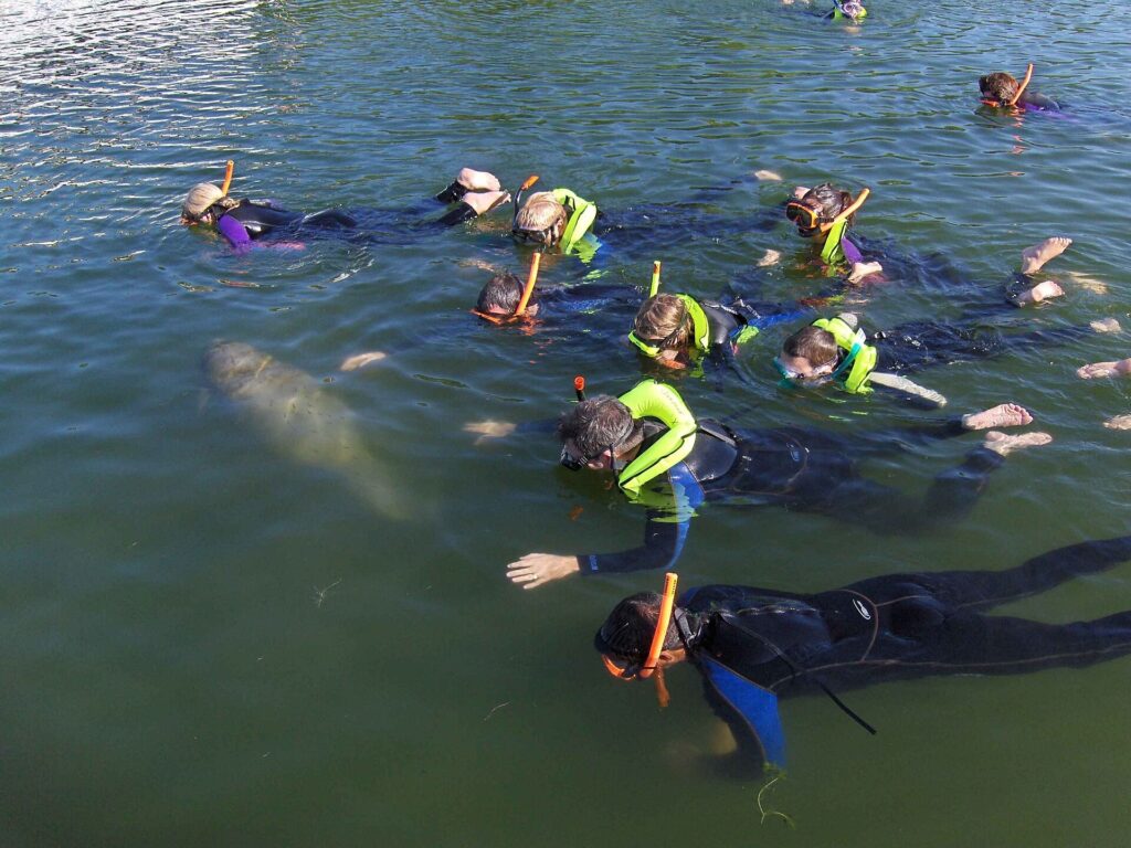 Snorkelers in wetsuits floating near a manatee in Crystal River