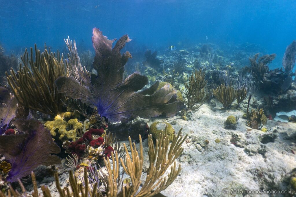 Colorful coral reef underwater off the coast of Culebra, Puerto Rico