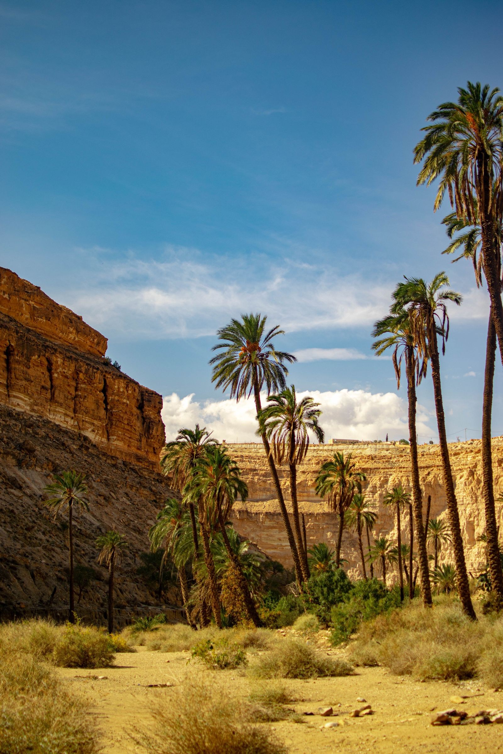 Tall palm trees fill a desert canyon between sunlit rock walls