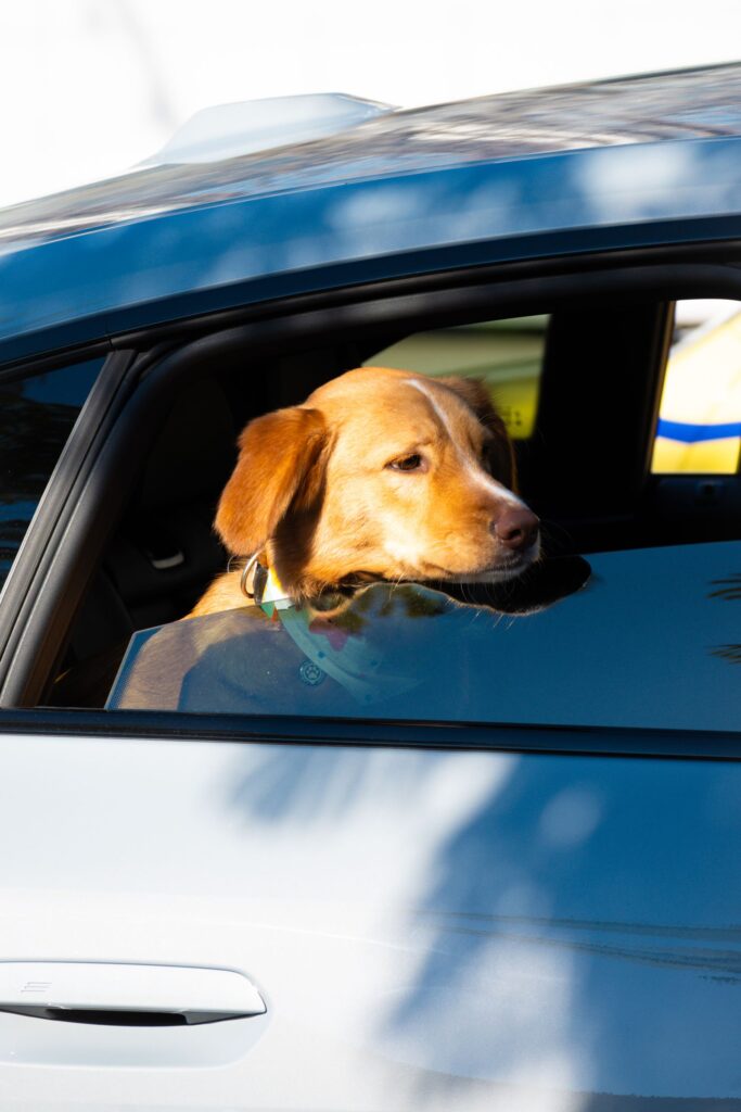 Road Trip With Dog Packing List: What to Bring on Road Trip With Dog