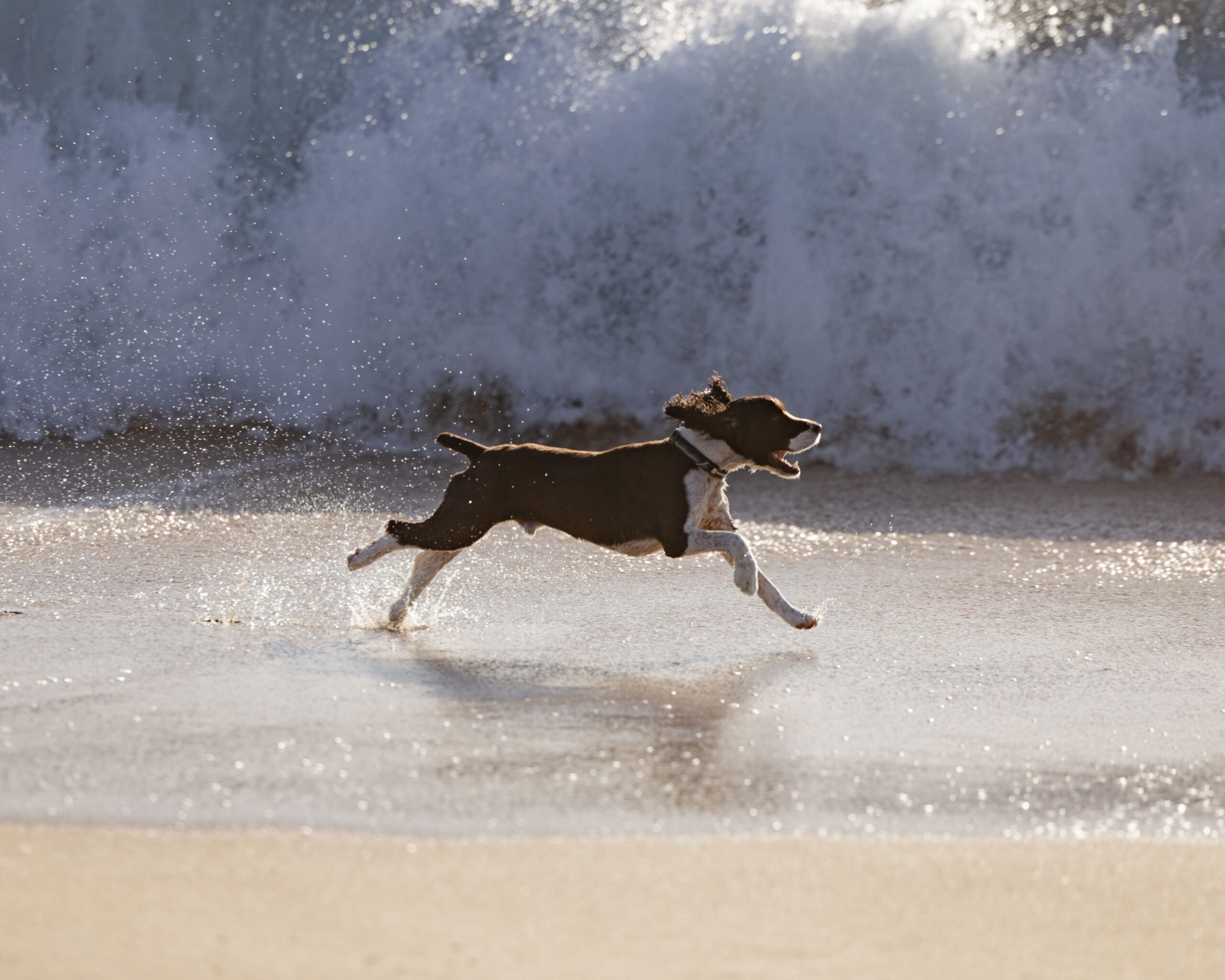 A dog running along the shoreline as waves roll in on a sandy beach