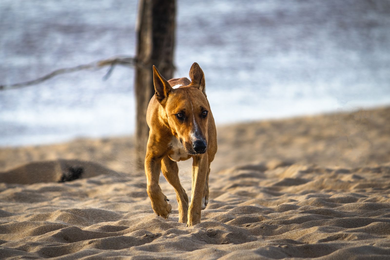 A dog running off-leash along a sandy beach