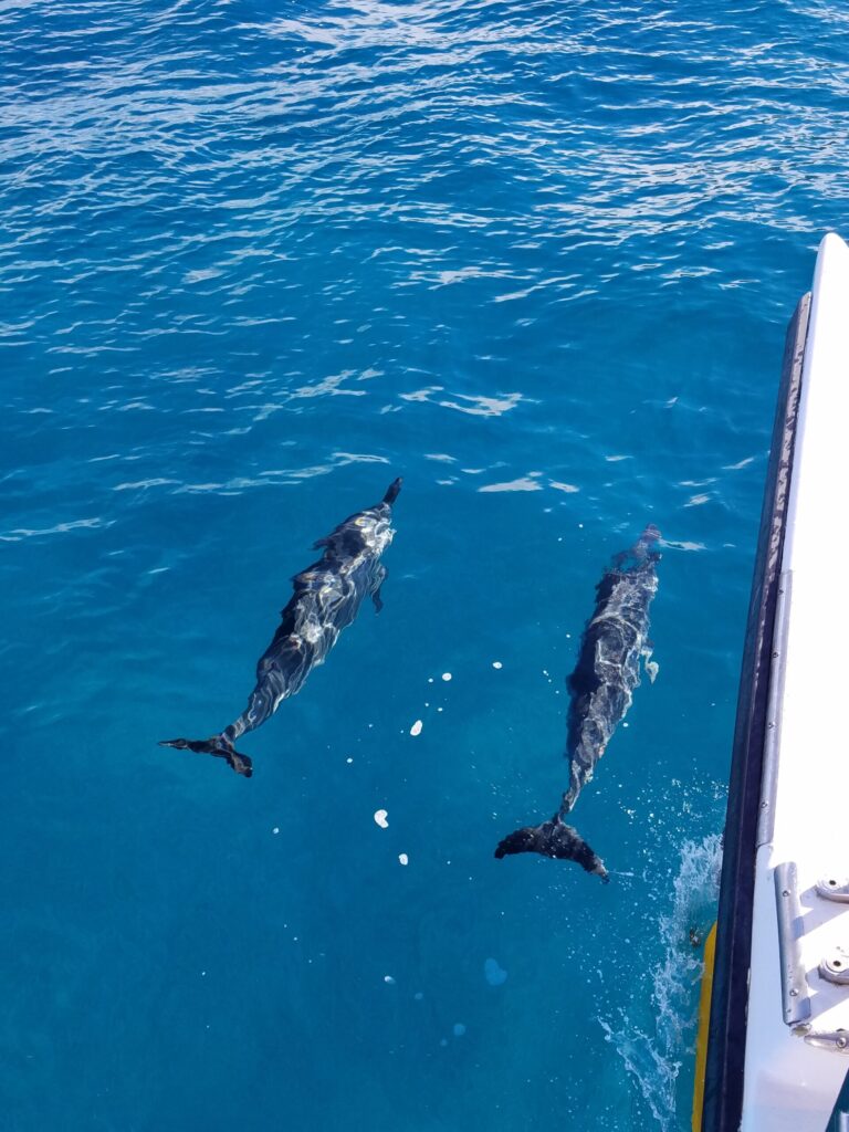 Dolphins swimming alongside a tour boat off Kauai
