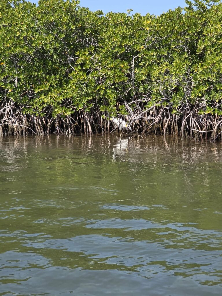 White egret hunting among red mangrove roots at John Pennekamp