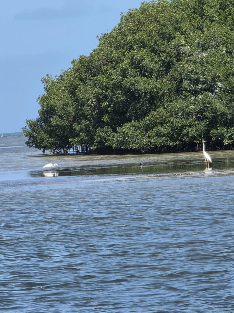 Two egrets wading the shallows off a mangrove island at John Pennekamp